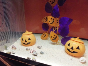 100_2722 Halloween Aquarium